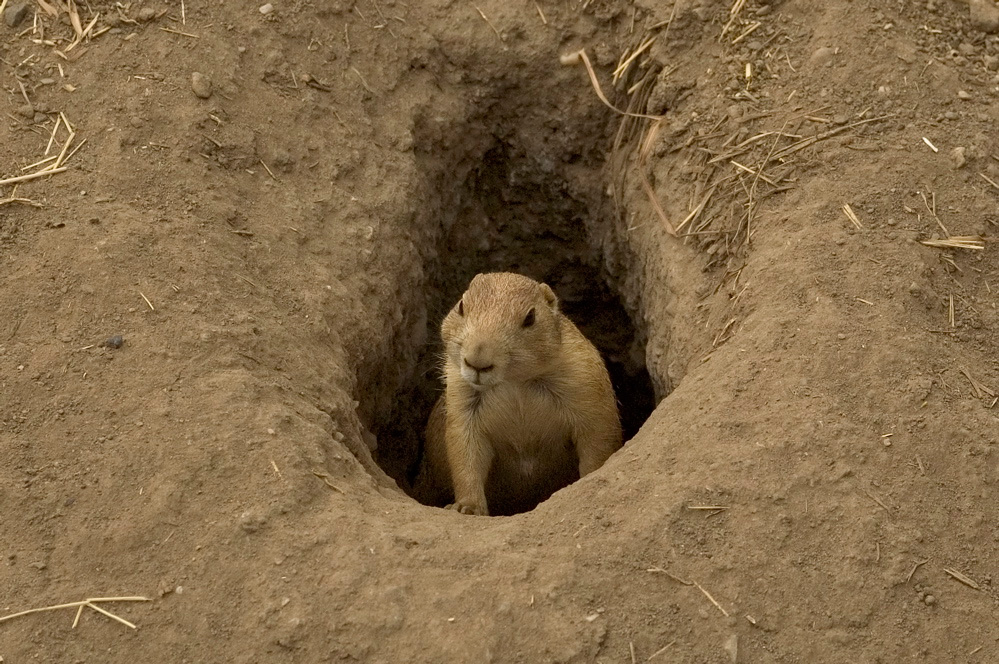 Prarie Dog - 6